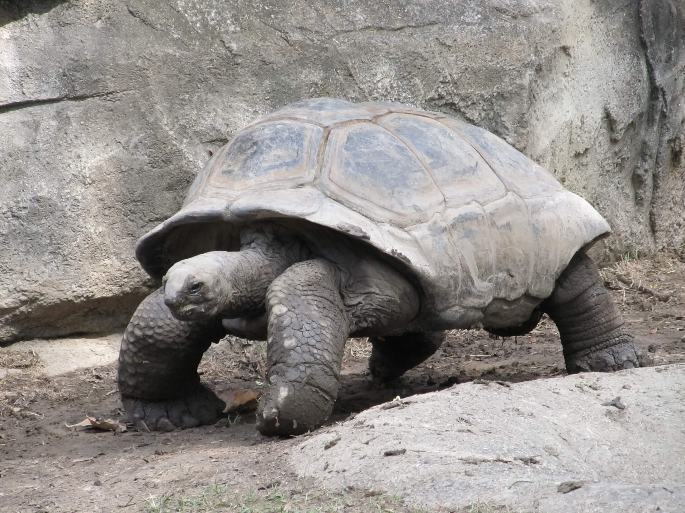giant-tortoise-reptile-shell-walking-162307